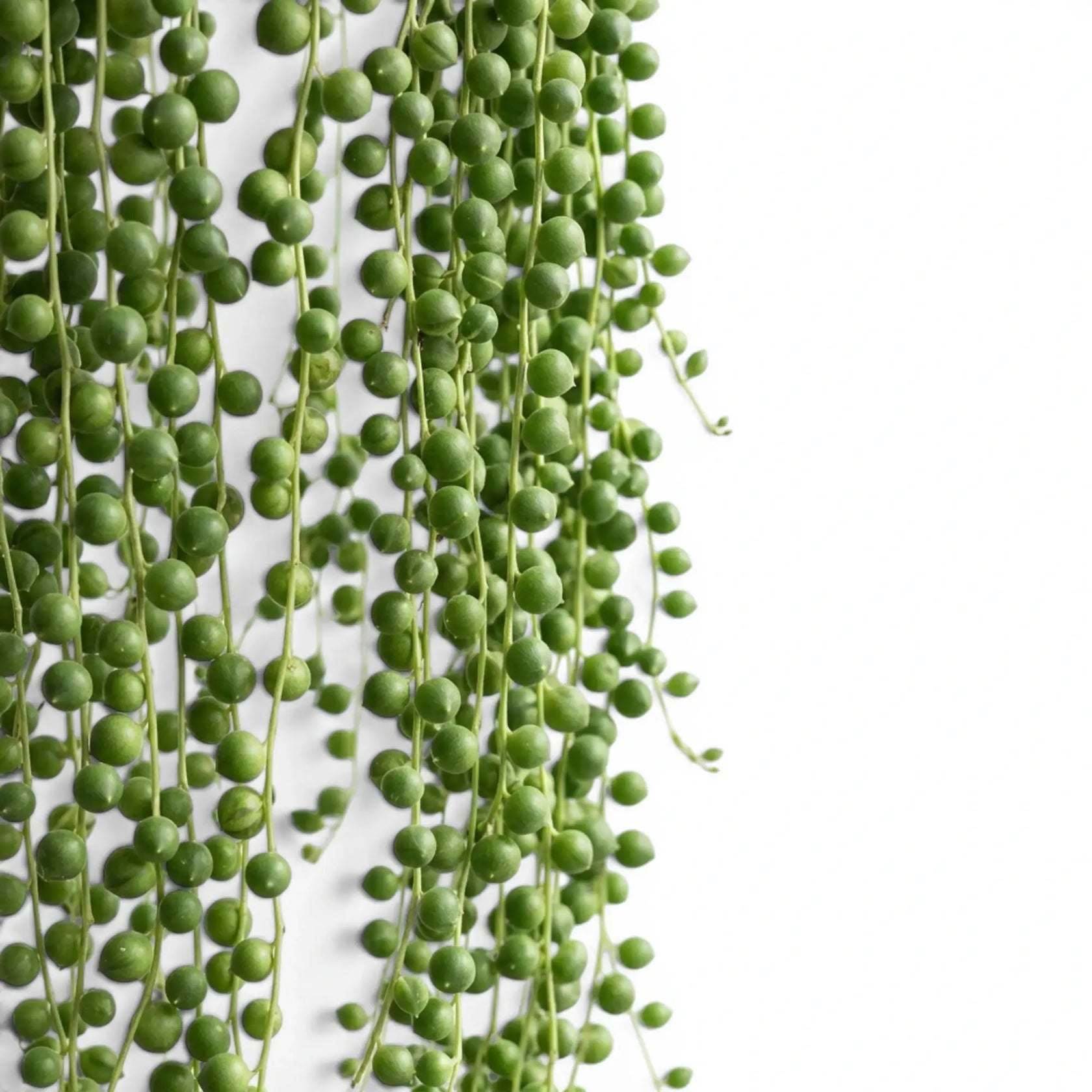 Curio rowleyanus, also Senecio rowleyanus, String of pearls foliage close-up with pearl-like leaves.