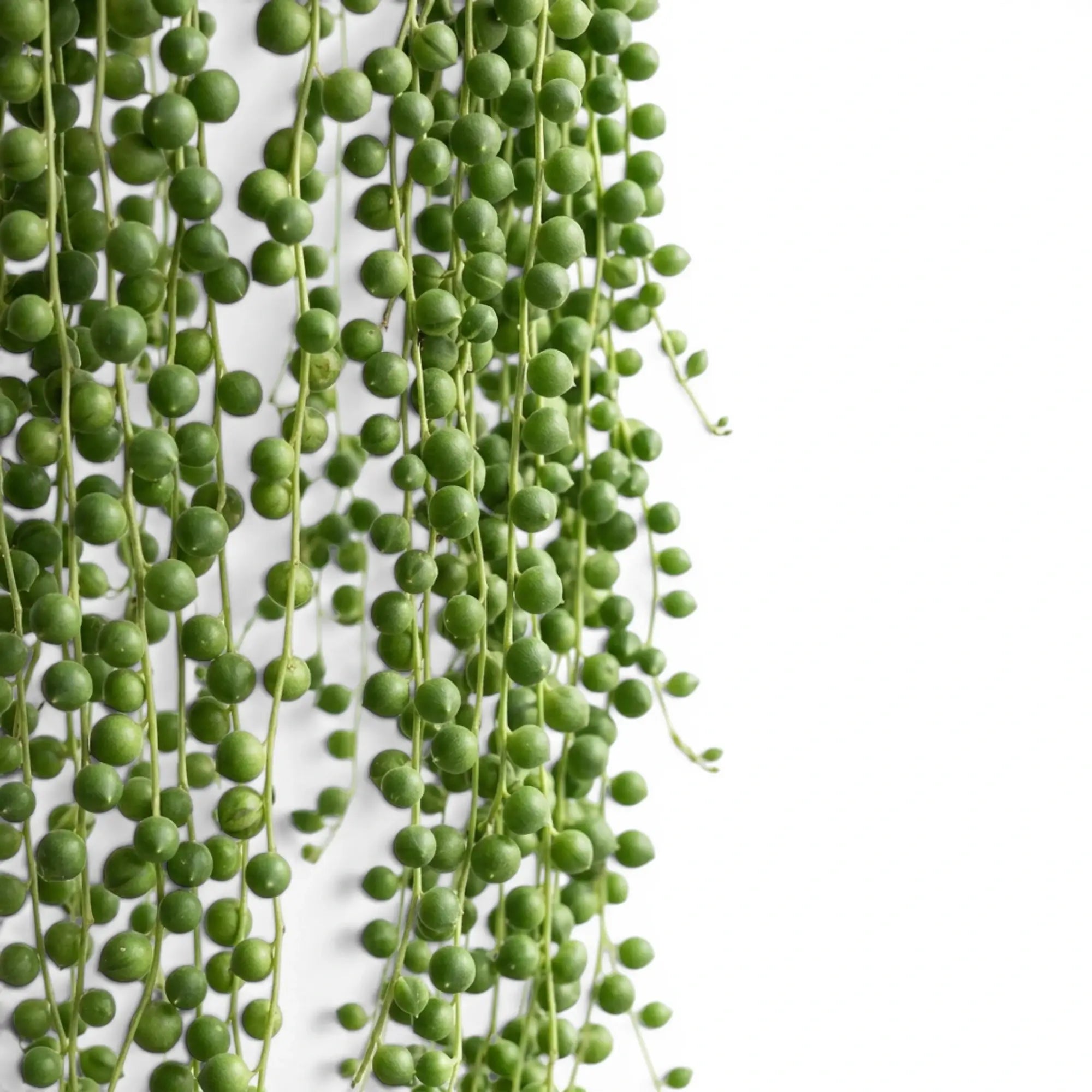 Curio rowleyanus, also Senecio rowleyanus, String of pearls foliage close-up with pearl-like leaves.