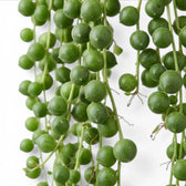 Curio rowleyanus, also Senecio rowleyanus, String of pearls foliage close-up with pearl-like leaves.