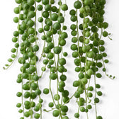 Curio rowleyanus, also Senecio rowleyanus, String of pearls foliage close-up with pearl-like leaves.