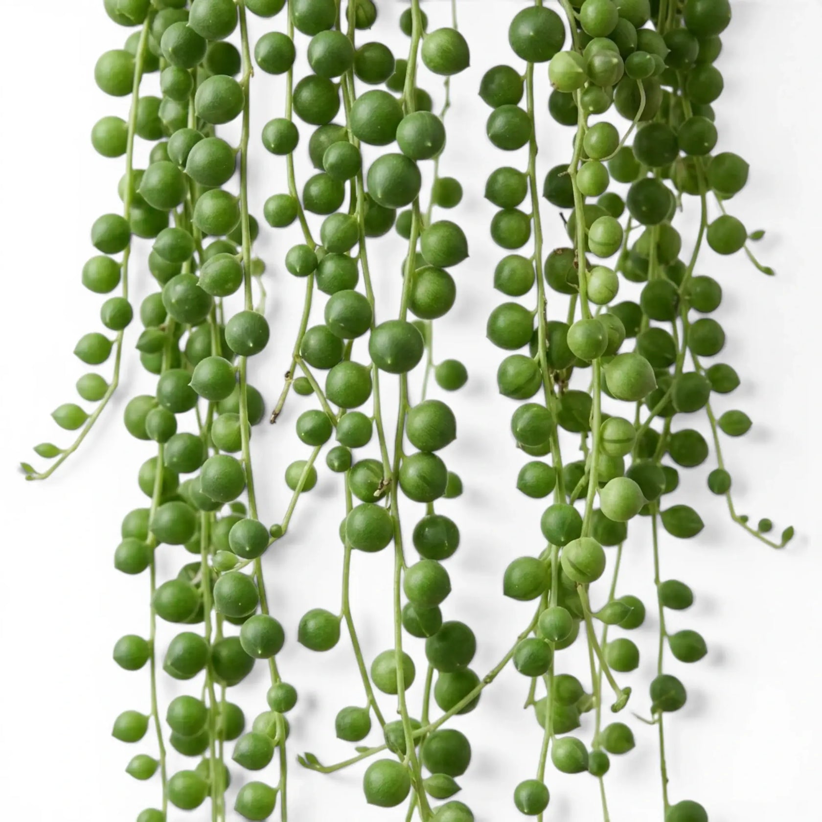 Curio rowleyanus, also Senecio rowleyanus, String of pearls foliage close-up with pearl-like leaves.