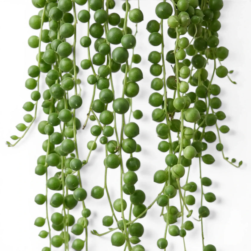 Curio rowleyanus, also Senecio rowleyanus, String of pearls foliage close-up with pearl-like leaves.