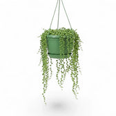 Curio rowleyanus, also Senecio rowleyanus, String of pearls trailing plant in a hanging pot.