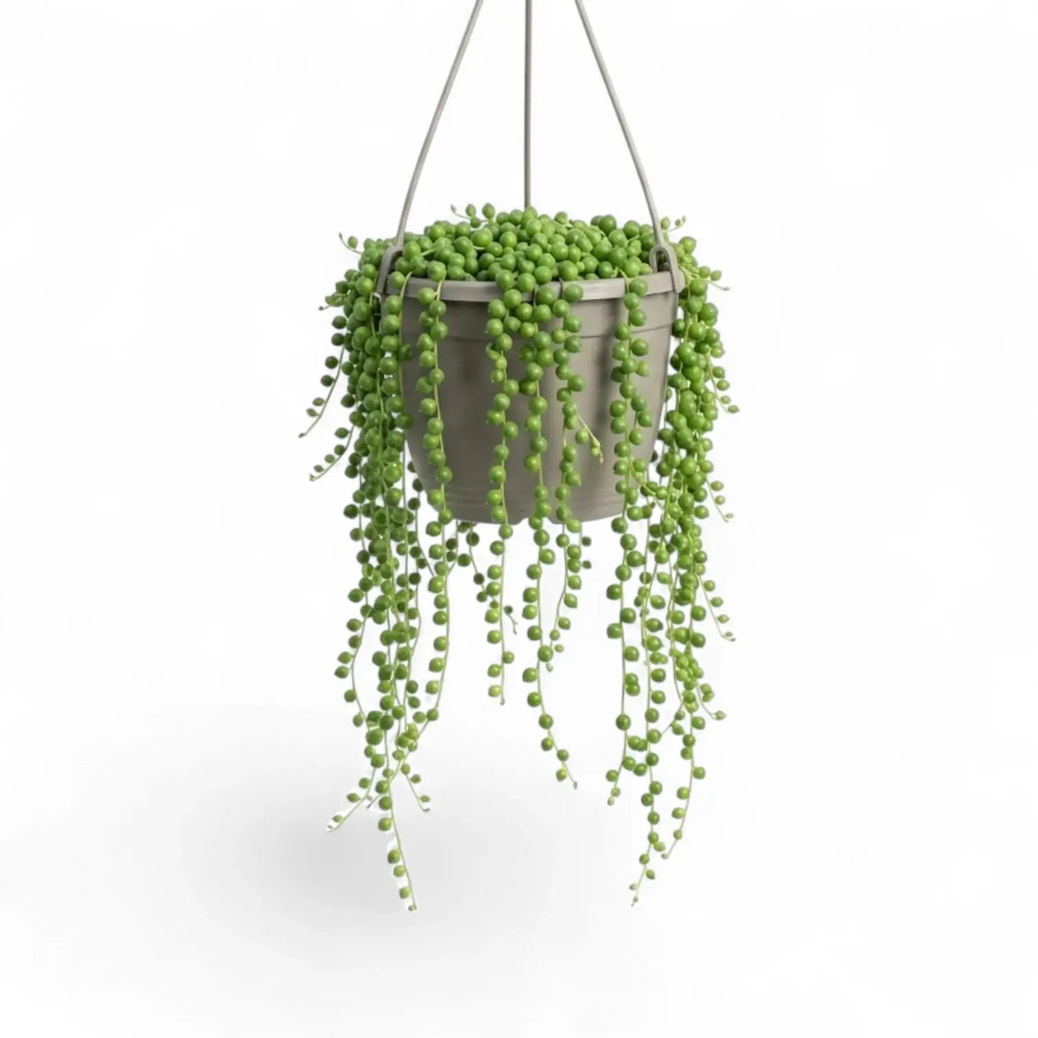 Curio rowleyanus, also Senecio rowleyanus, String of pearls trailing plant in a hanging pot.