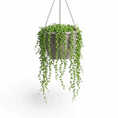 Curio rowleyanus, also Senecio rowleyanus, String of pearls trailing plant in a hanging pot.