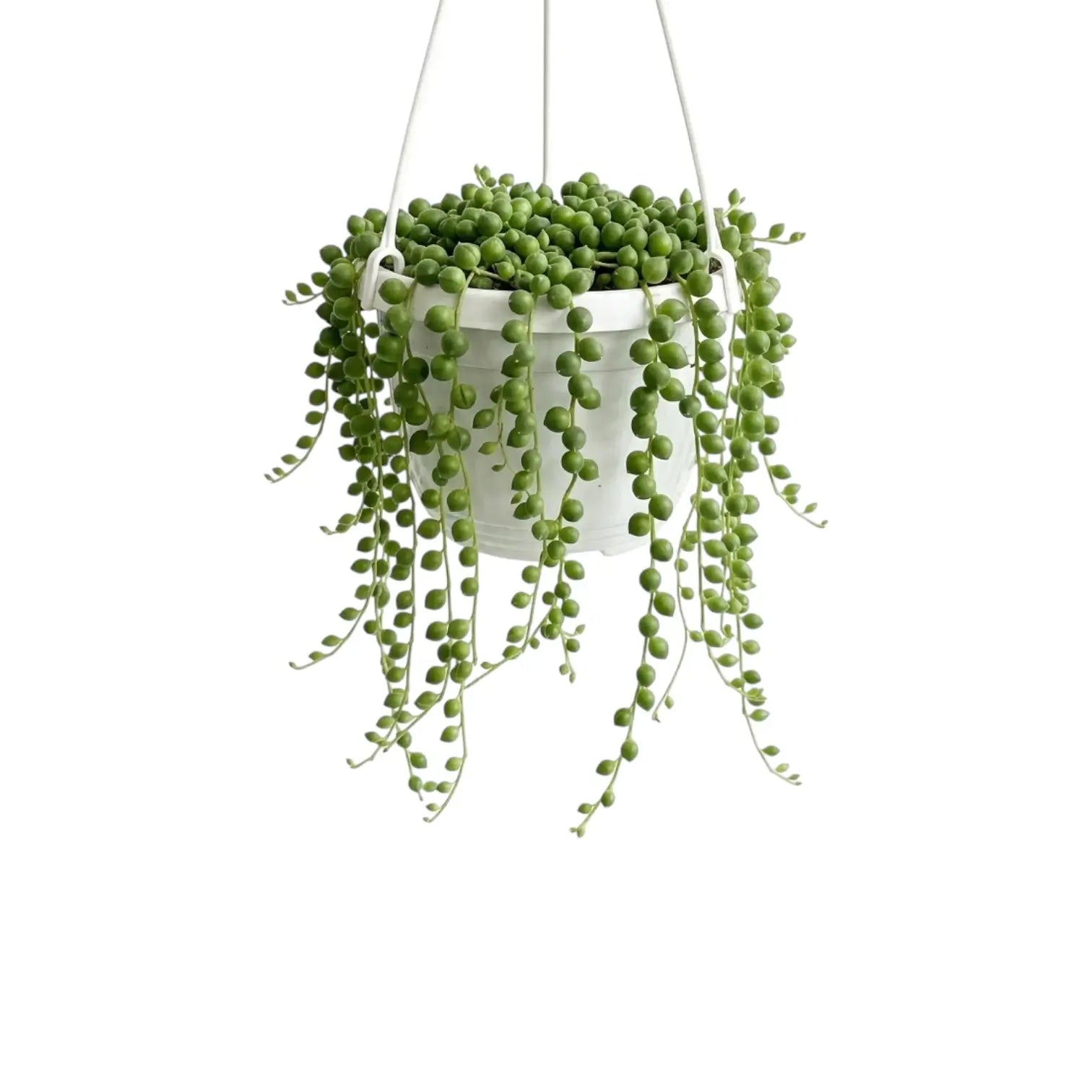 Curio rowleyanus, also Senecio rowleyanus, String of pearls trailing plant in a hanging pot.