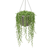 Curio rowleyanus, also Senecio rowleyanus, String of pearls trailing plant in a hanging pot.