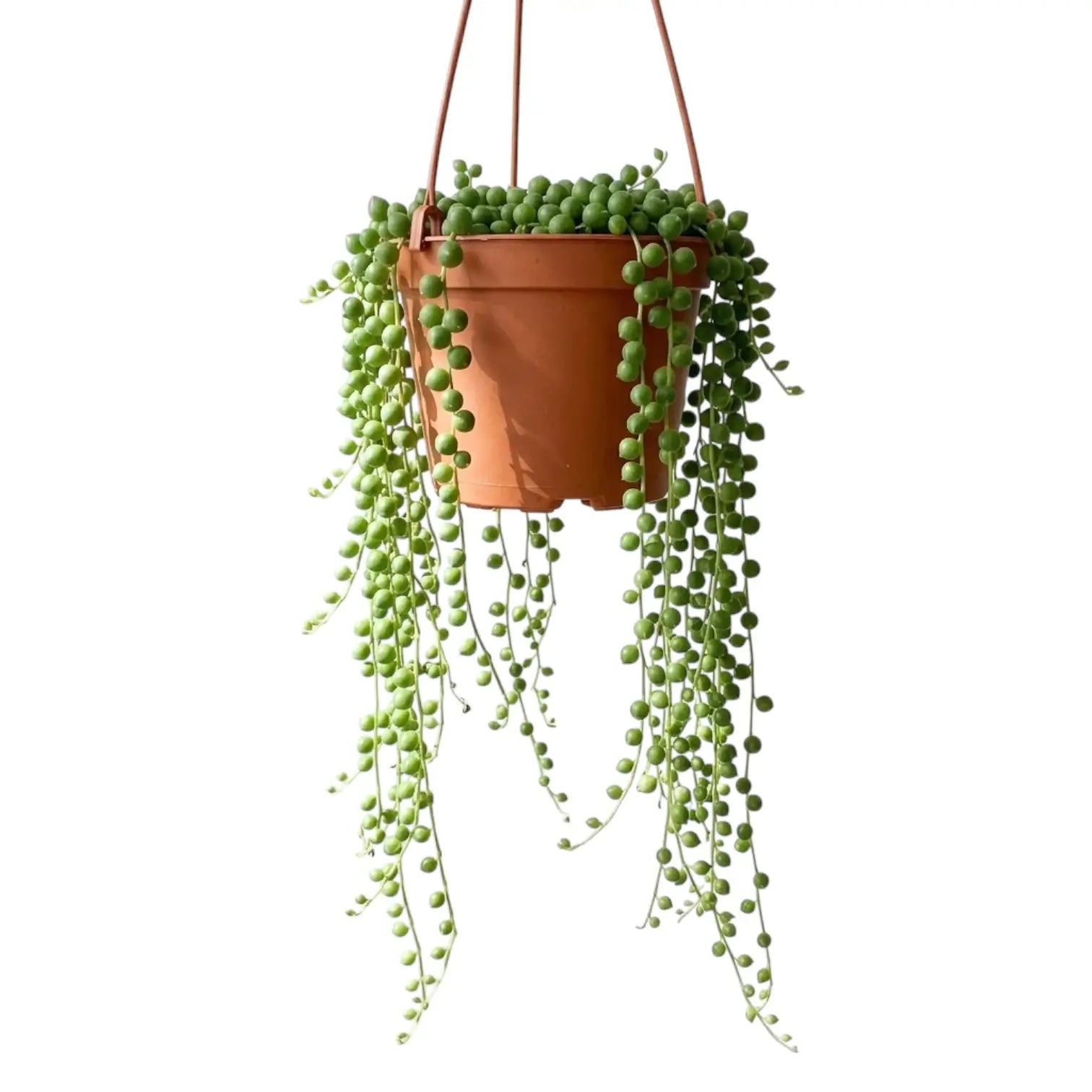 Curio rowleyanus, also Senecio rowleyanus, String of pearls trailing plant in a hanging pot.