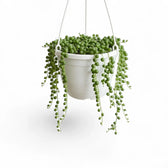 Curio rowleyanus, also Senecio rowleyanus, String of pearls trailing plant in a hanging pot.