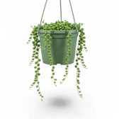 Curio rowleyanus, also Senecio rowleyanus, String of pearls trailing plant in a hanging pot.