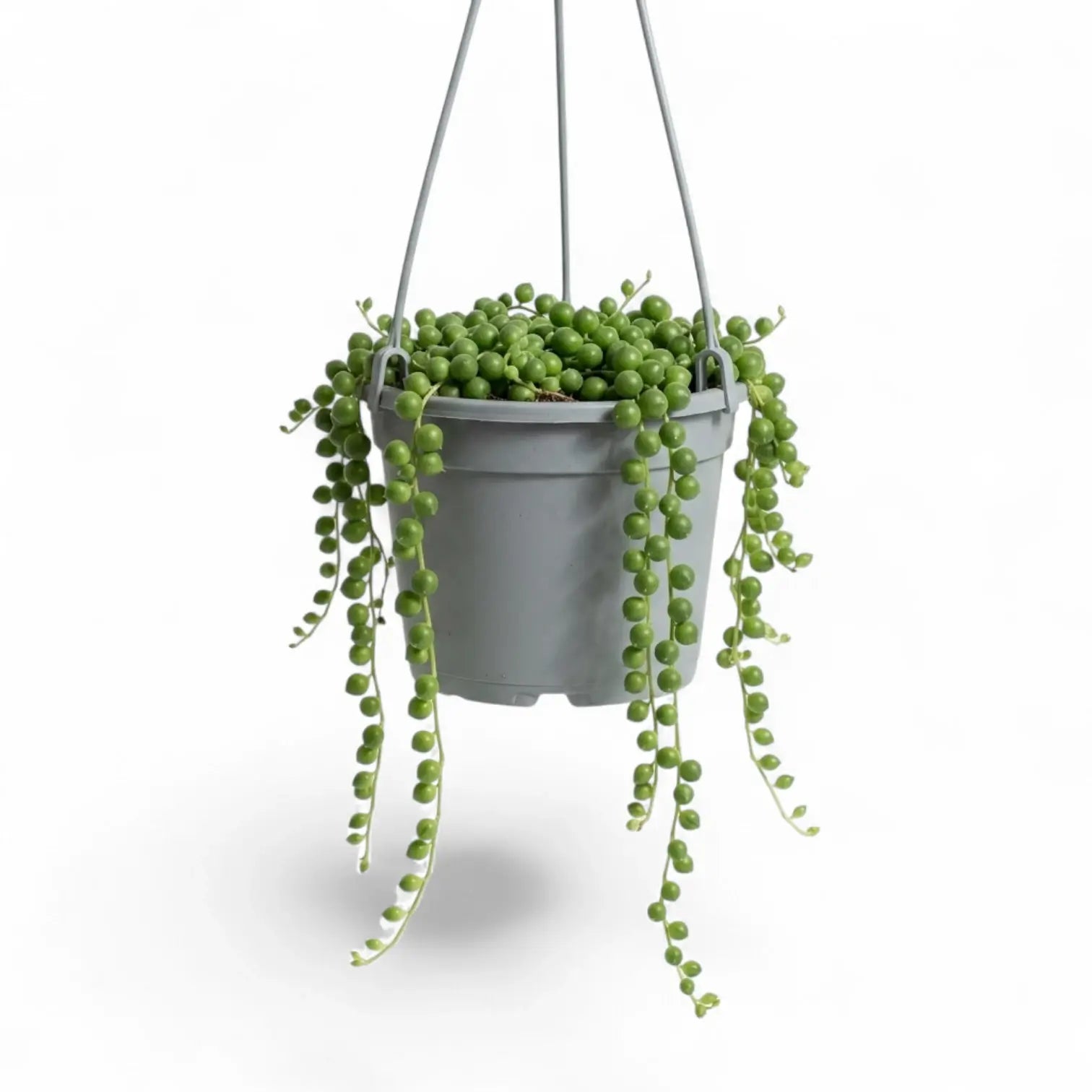 Curio rowleyanus, also Senecio rowleyanus, String of pearls trailing plant in a hanging pot.