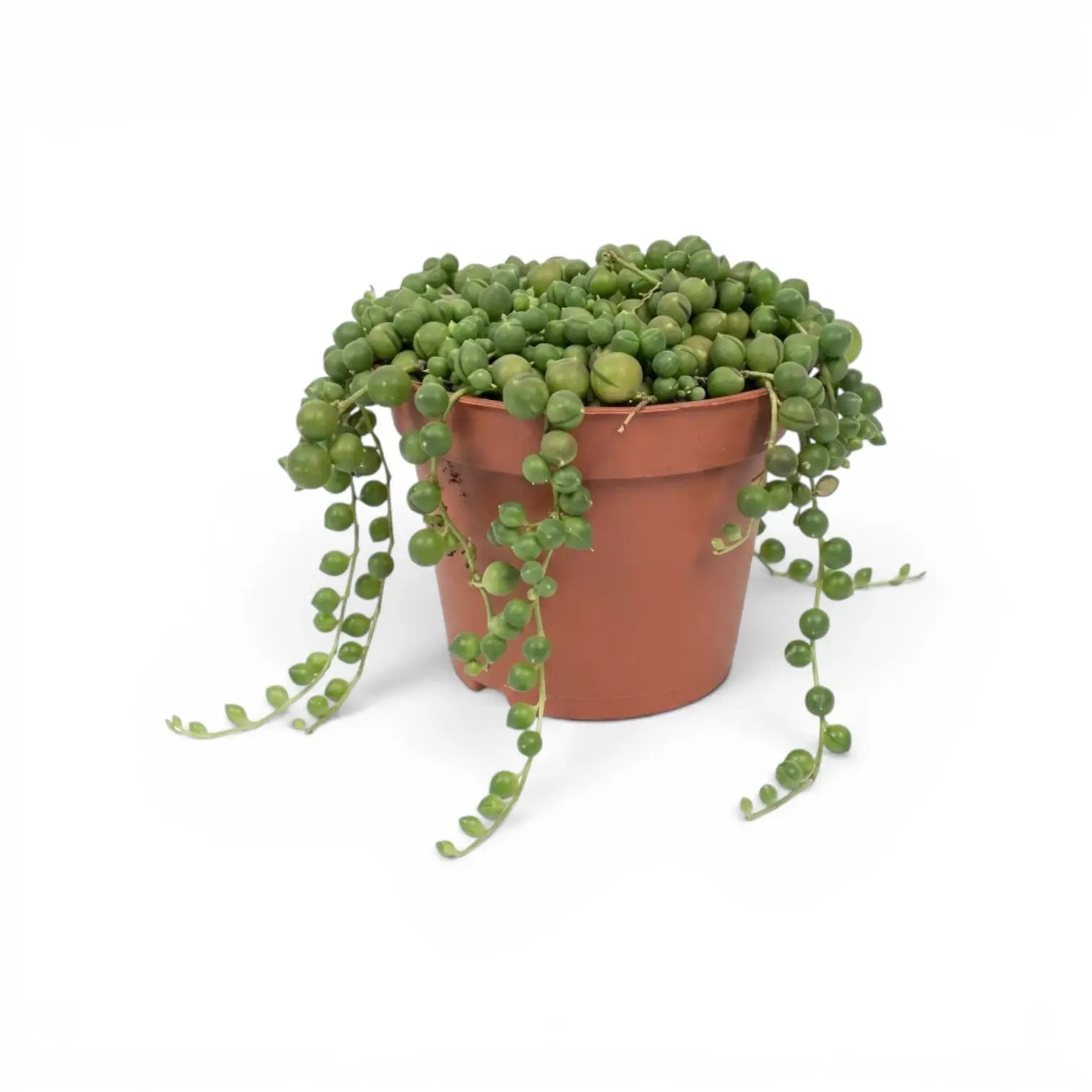 Curio rowleyanus, also Senecio rowleyanus, String of pearls plant in a nursery pot.