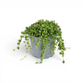 Curio rowleyanus, also Senecio rowleyanus, String of pearls plant in a nursery pot.