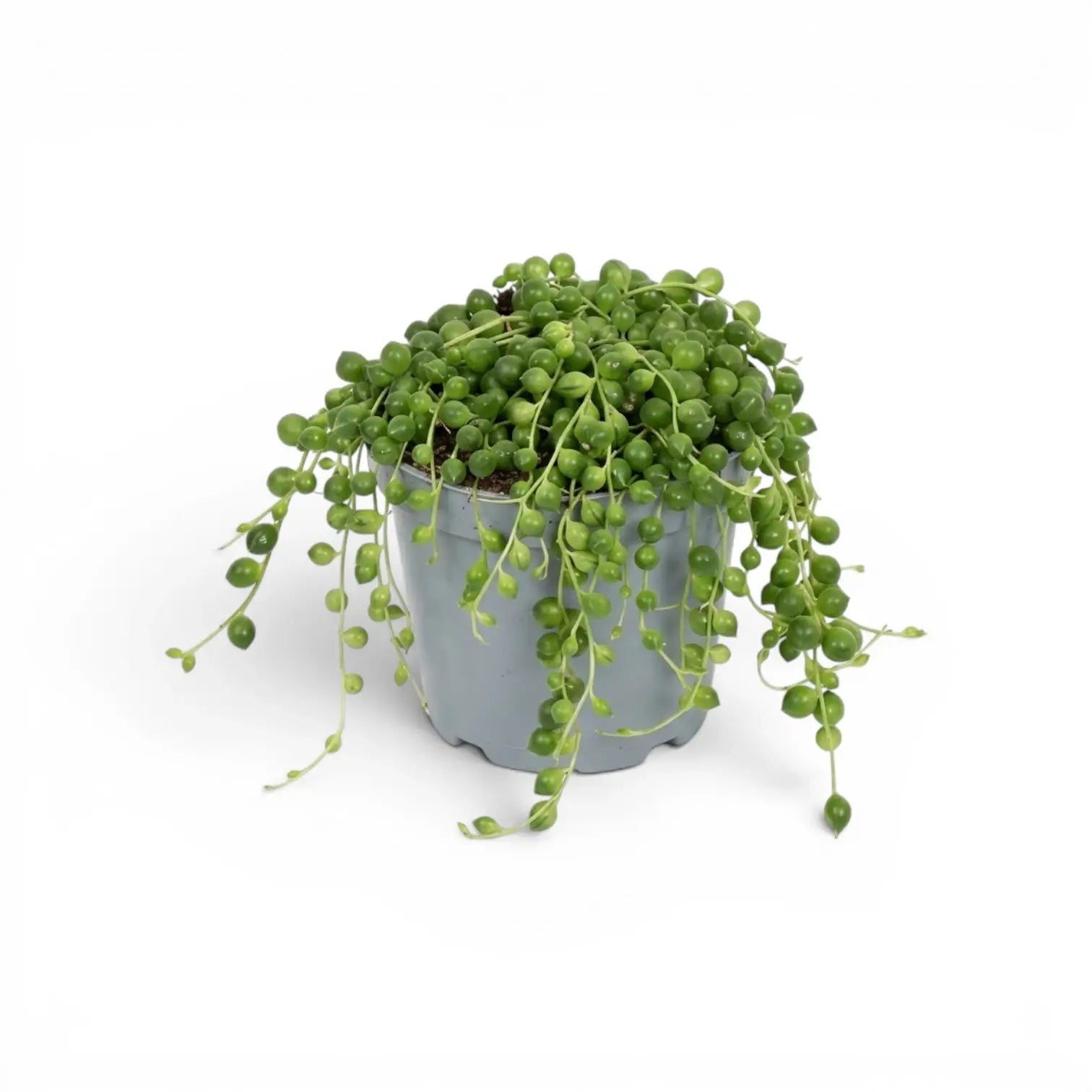 Curio rowleyanus, also Senecio rowleyanus, String of pearls plant in a nursery pot.