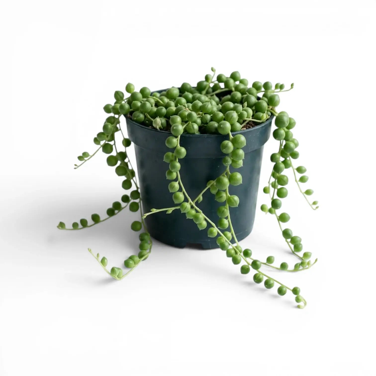 Curio rowleyanus, also Senecio rowleyanus, String of pearls plant in a nursery pot.