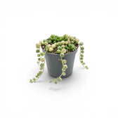 Curio rowleyanus (Senecio rowleyanus), panaschierte Erbsenpflanze als Babypflanze im Kulturtopf.