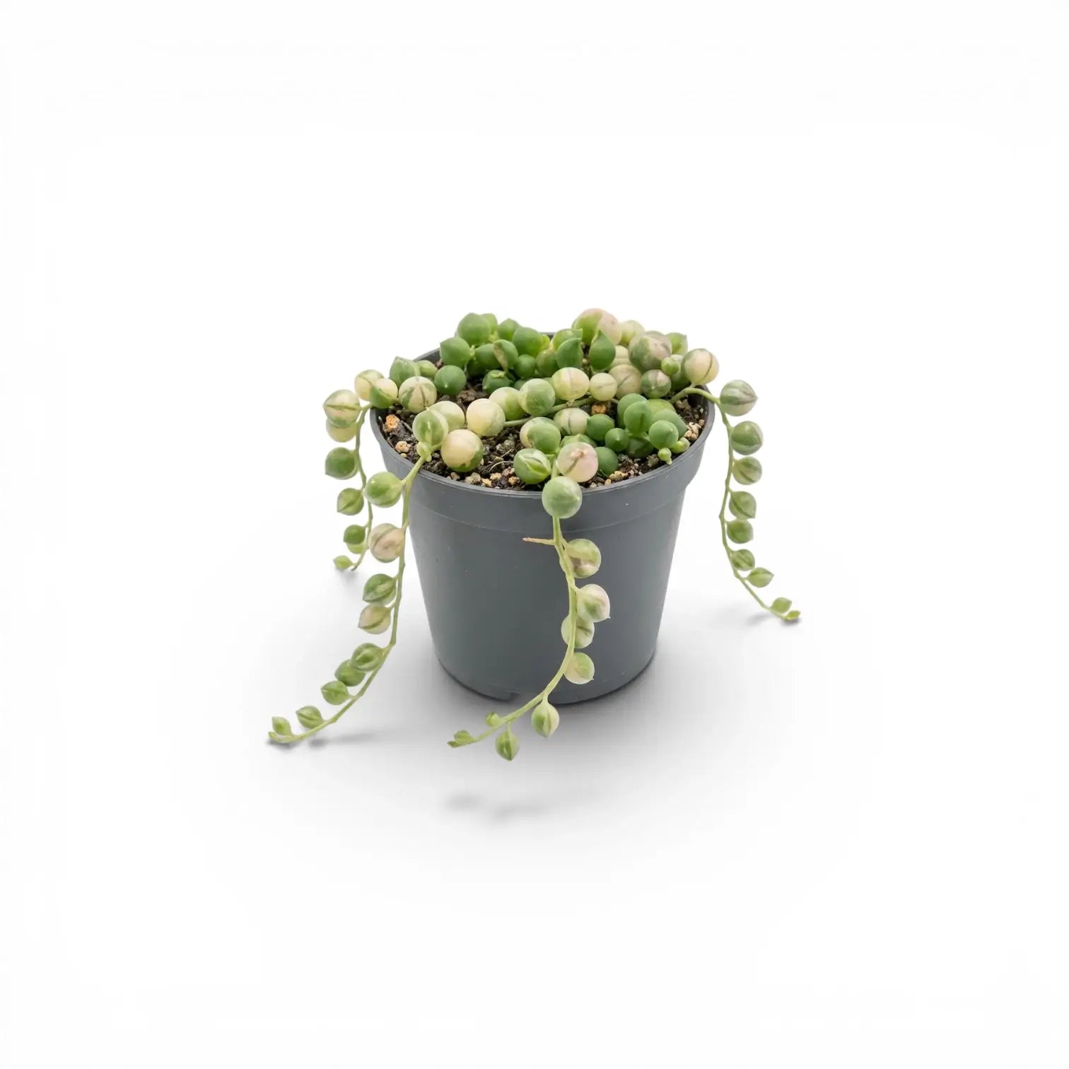 Curio rowleyanus (Senecio rowleyanus), panaschierte Erbsenpflanze als Babypflanze im Kulturtopf.