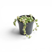 Curio rowleyanus (Senecio rowleyanus), panaschierte Erbsenpflanze als Babypflanze im Kulturtopf.