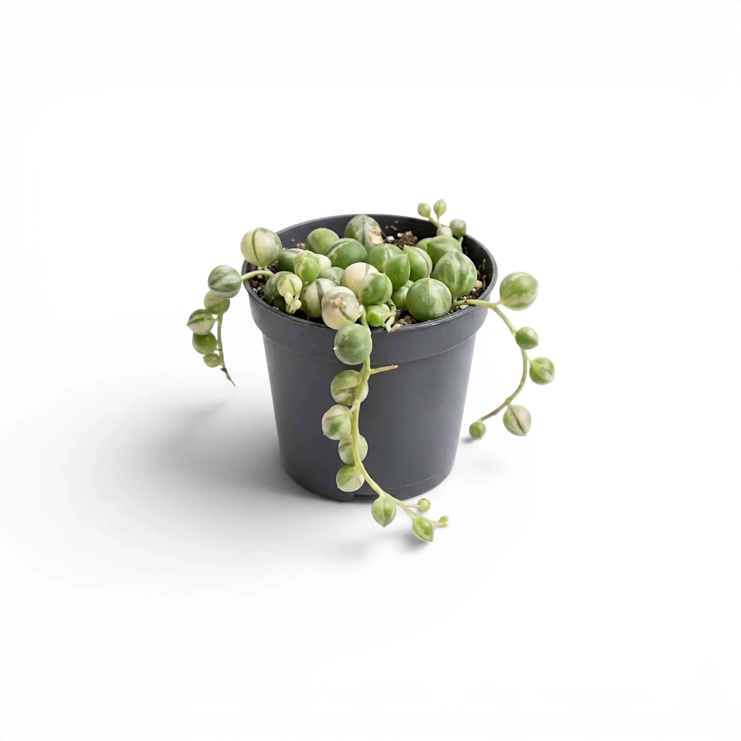 Curio rowleyanus (Senecio rowleyanus), panaschierte Erbsenpflanze als Babypflanze im Kulturtopf.