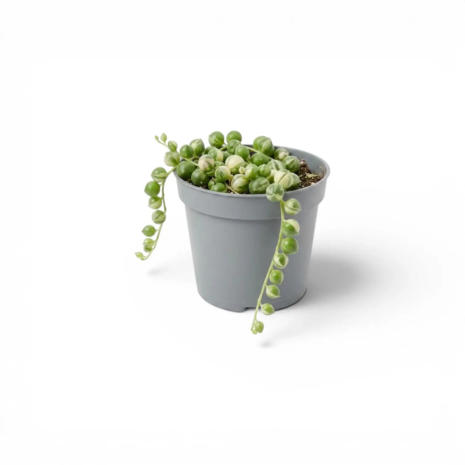 Curio rowleyanus (Senecio rowleyanus), panaschierte Erbsenpflanze als Babypflanze im Kulturtopf.