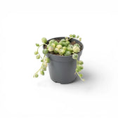 Curio rowleyanus (Senecio rowleyanus), panaschierte Erbsenpflanze als Babypflanze im Kulturtopf.