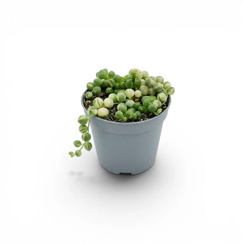Variegated Curio rowleyanus, also Senecio rowleyanus, String of pearls baby plant in a nursery pot.