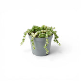 Curio rowleyanus (Senecio rowleyanus), panaschierte Erbsenpflanze als Babypflanze im Kulturtopf.
