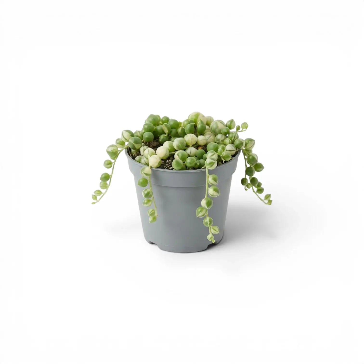 Curio rowleyanus (Senecio rowleyanus), panaschierte Erbsenpflanze als Babypflanze im Kulturtopf.