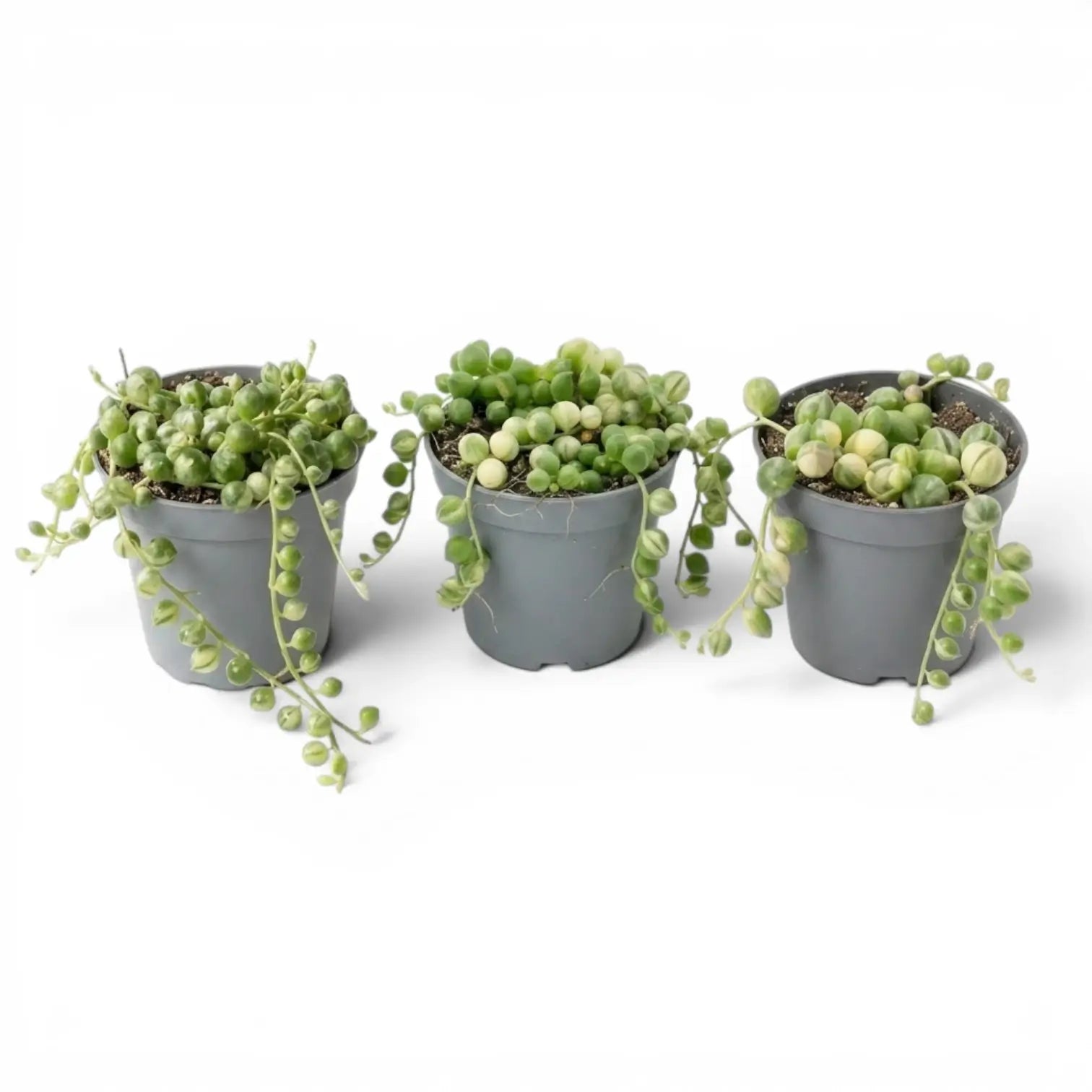 Drei Curio rowleyanus (Senecio rowleyanus), panaschierte Erbsenpflanzen als Babypflanzen in Kulturtöpfen vor weißem Hintergrund.