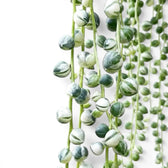 Curio rowleyanus (Senecio rowleyanus), panaschierte Erbsenpflanze mit perlartigen Blättern in Nahaufnahme.