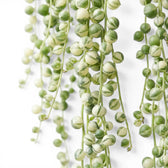 Curio rowleyanus (Senecio rowleyanus), panaschierte Erbsenpflanze mit perlartigen Blättern in Nahaufnahme.