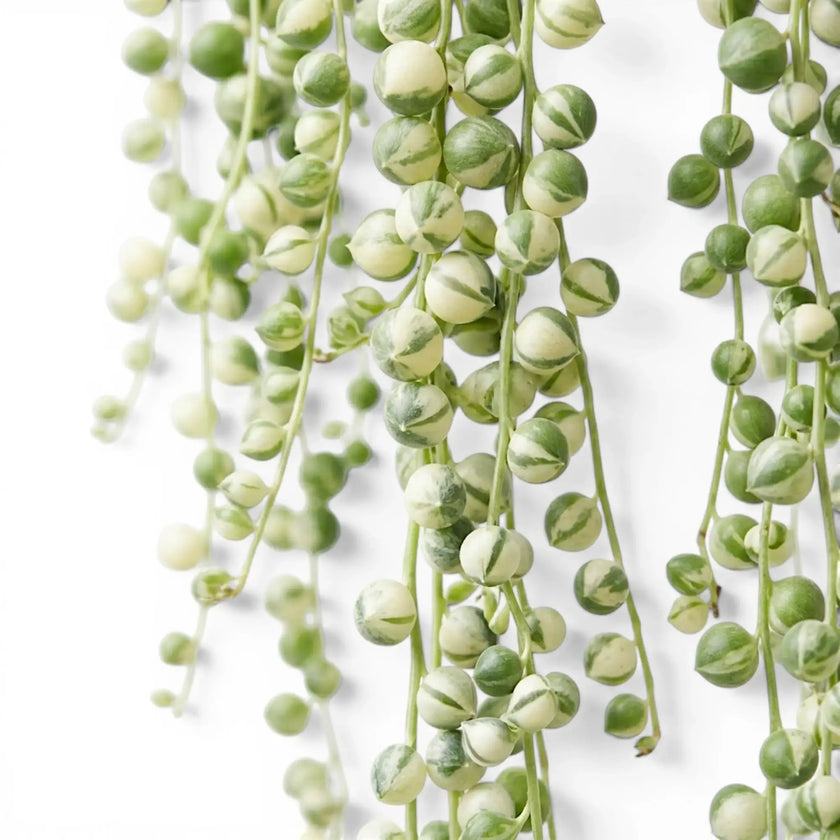 Variegated Curio rowleyanus, also Senecio rowleyanus, String of pearls foliage close-up with variegated pearl-like leaves.