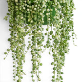 Curio rowleyanus (Senecio rowleyanus), panaschierte Erbsenpflanze mit perlartigen Blättern in Nahaufnahme.