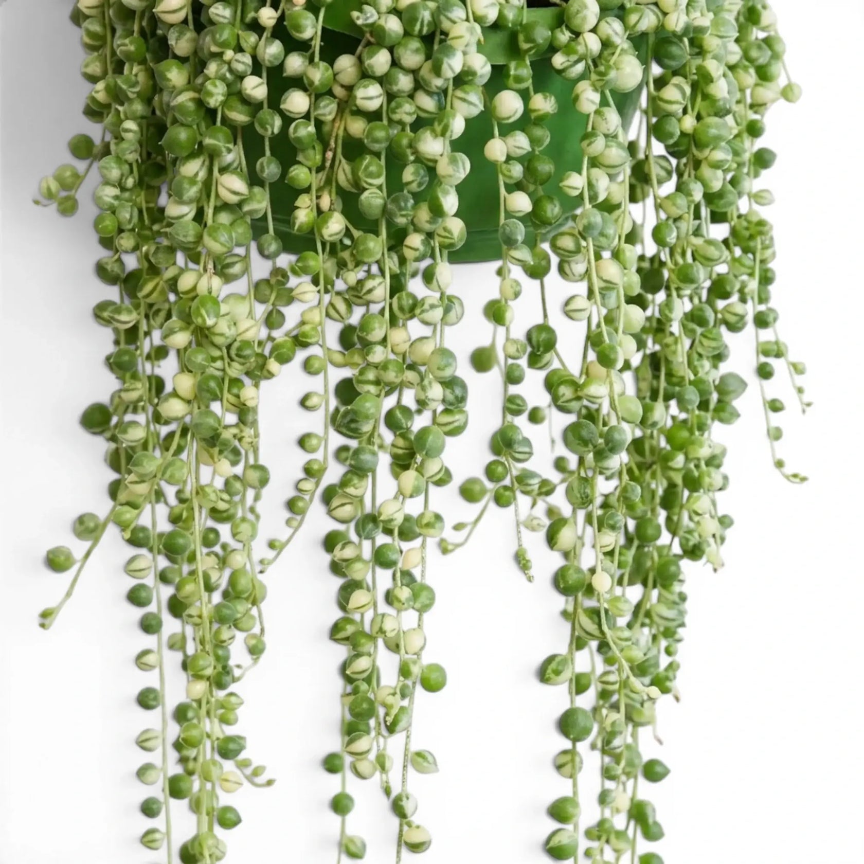 Curio rowleyanus (Senecio rowleyanus), panaschierte Erbsenpflanze mit perlartigen Blättern in Nahaufnahme.