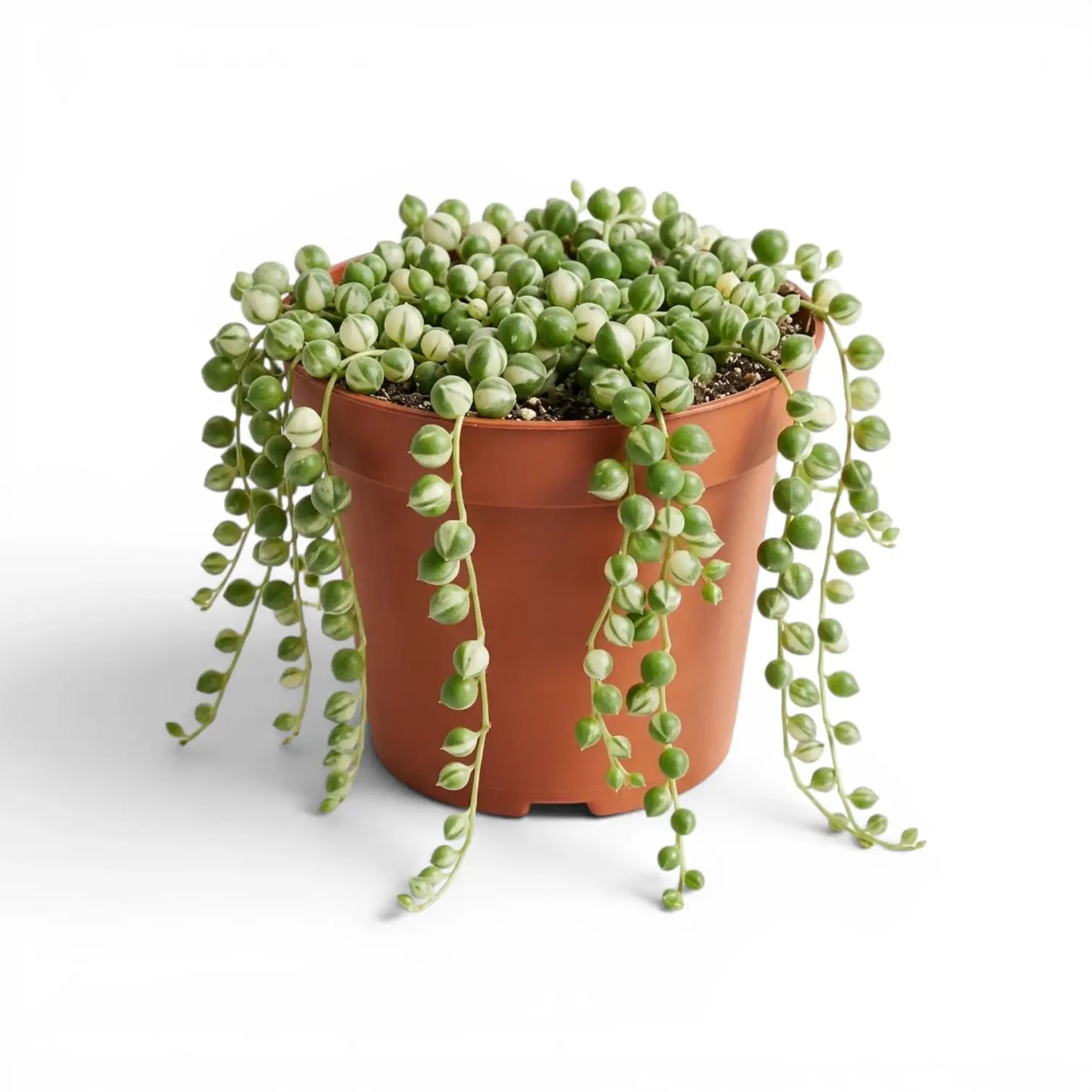 Curio rowleyanus (Senecio rowleyanus), panaschierte Erbsenpflanze im Kulturtopf.
