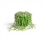 Curio rowleyanus (Senecio rowleyanus), panaschierte Erbsenpflanze im Kulturtopf.
