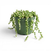Curio rowleyanus (Senecio rowleyanus), panaschierte Erbsenpflanze im Kulturtopf.