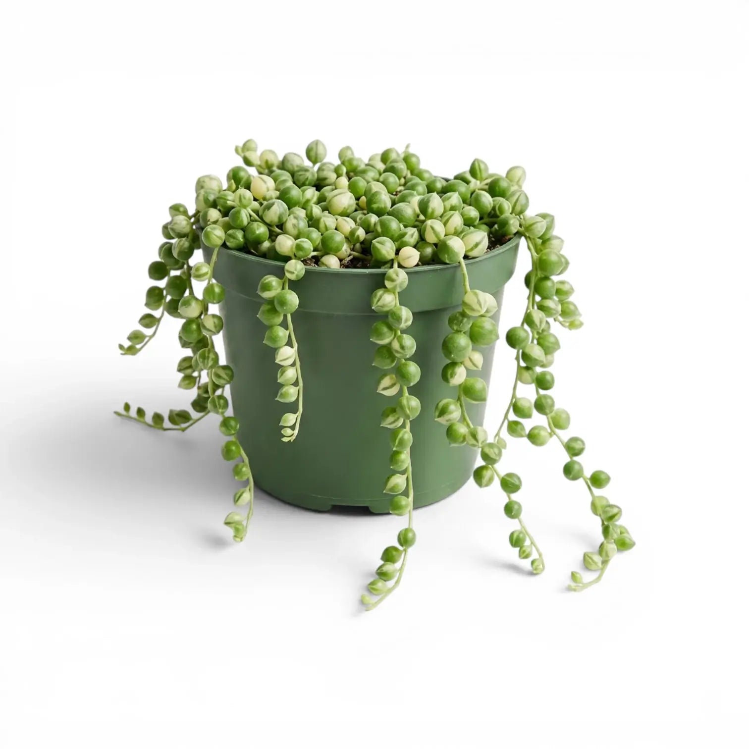 Curio rowleyanus (Senecio rowleyanus), panaschierte Erbsenpflanze im Kulturtopf.