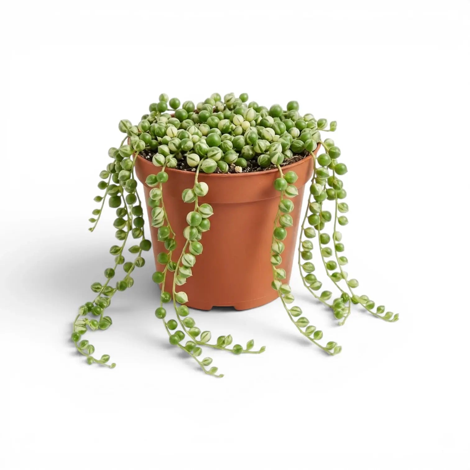 Curio rowleyanus (Senecio rowleyanus), panaschierte Erbsenpflanze im Kulturtopf.