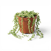 Curio rowleyanus (Senecio rowleyanus), panaschierte Erbsenpflanze im Kulturtopf.