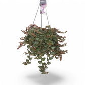 Cyanotis beddomei ‘Brown Hill’ potted plant in nursery pot on white background.