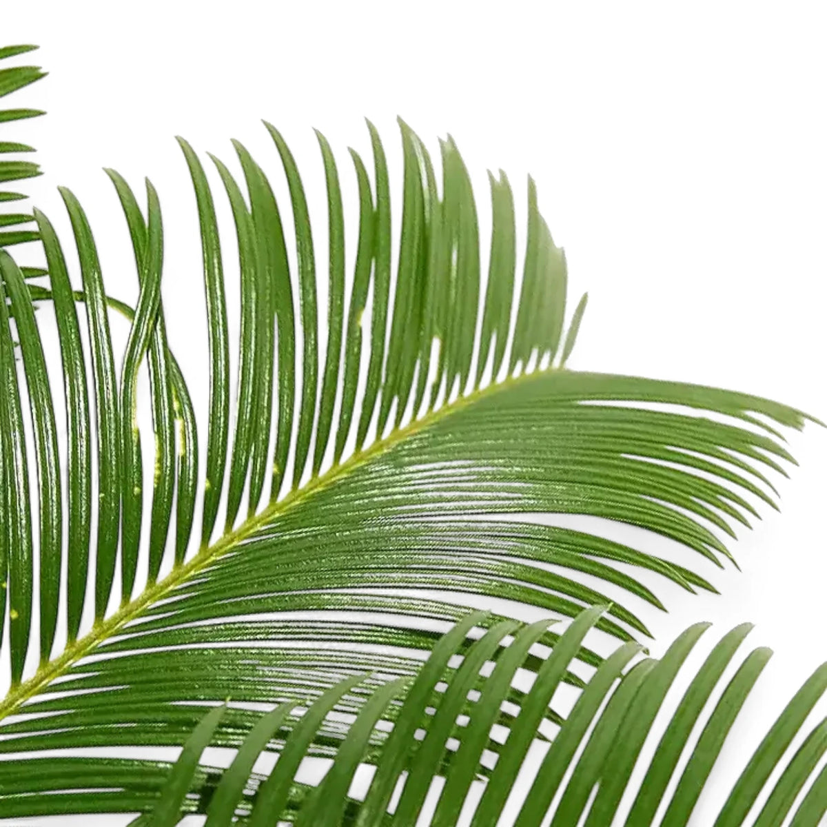 Cycas revoluta