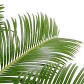 Cycas revoluta close-up of leaf on white background.
