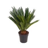 Cycas revoluta potted plant in nursery pot on white background.