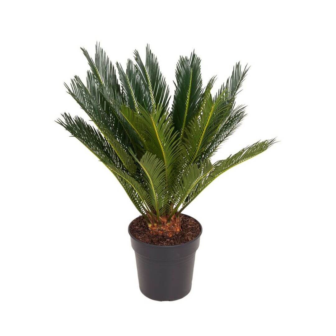 Cycas revoluta potted plant in nursery pot on white background.