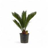 Cycas revoluta potted plant in nursery pot on white background.