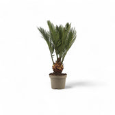 Cycas revoluta potted plant in nursery pot on white background.