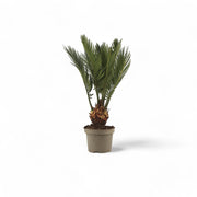 Cycas revoluta potted plant in nursery pot on white background.