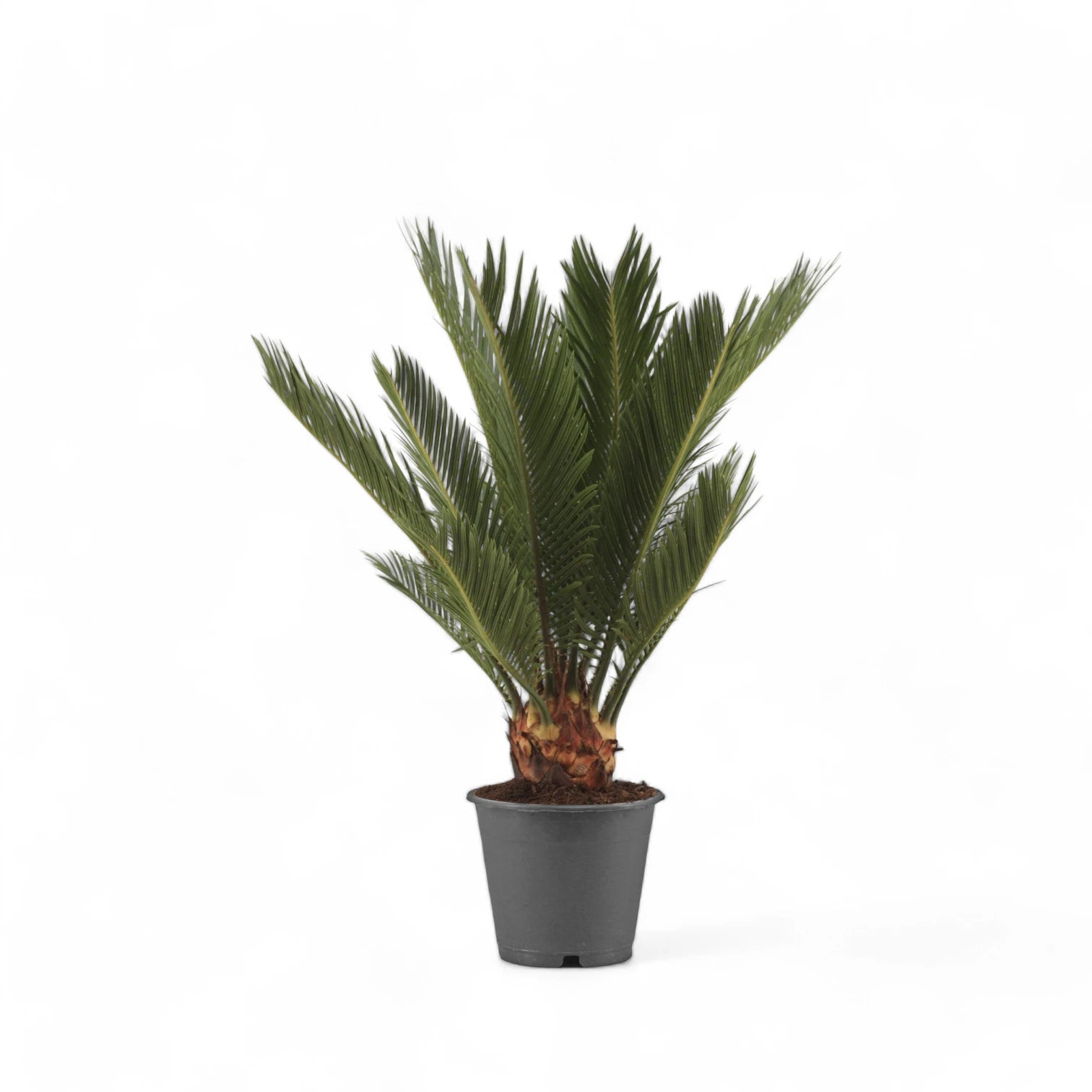 Cycas revoluta potted plant in nursery pot on white background.