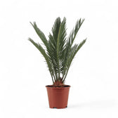 Cycas revoluta potted plant in nursery pot on white background.
